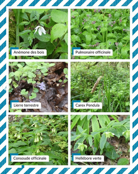 Six espèces sont présentes sur cette photo ainsi que leurs noms respectifs. On retrouve ainsi l'anémone des bois, la pulmonaire officinale, le lierre terrestre, le carex pendula, la consoude officinale et l’hellébore verte?