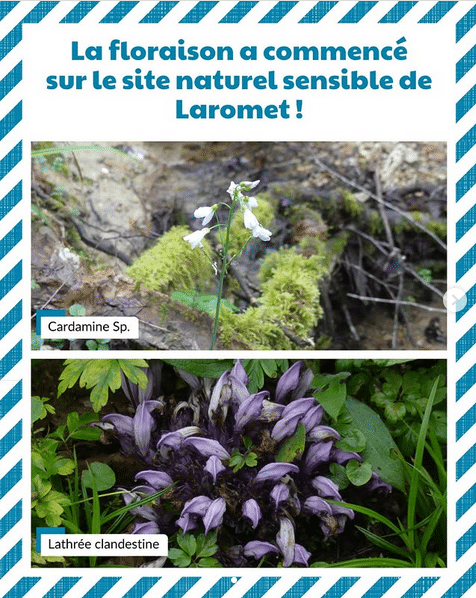 Montage intitulé la floraison à commencé sur le site naturel sensible de Laromet. Deux photos mettent en lumière ces premières floraisons avec deux fleurs bien représentatives du site que sont la cardamine et la lathrée clandestine.