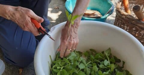Récolte de menthe aquatique pour réalisation d'un atelier sur les plantes à usages avec Dominique Galland en 2023