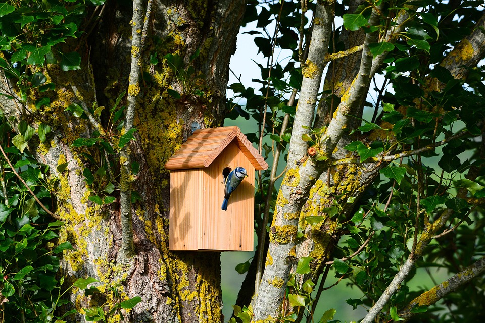 Photo d'une mésange bleue à l'entrée de son nichoir installé sur le tronc d'un peuplier