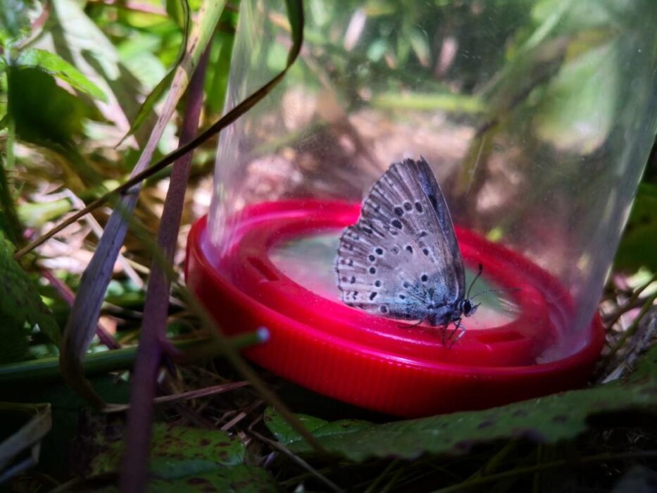 Photo d'un Azuré du serpolet espèce protégée et menacée. Ce papillon possède une coloration brune et marron sur le dessus des ailes et le dessous s'oriente vers des tons de brun ocre