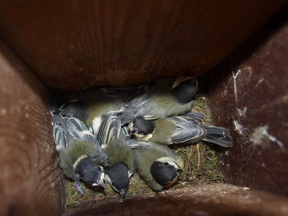 Phot d'une nichée de six mésanges charbonnières au nid dans le fond d'un nichoir